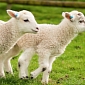 Farmer Plans to Breed Six-Legged Lambs to Help Reduce the Cost of Meat