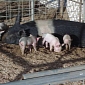 Farmers Clip Piglets’ Teeth Without Anaesthetic − Shocking Video