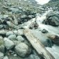 Fast Melting Glaciers Expose 7,000 Years Old Fossil Forest