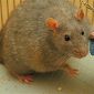 Fat Lab Rats Unsuitable for Research