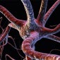 Fear Cells Discovered in Animal Brains