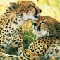 Feces-Eating Cheetahs Can Become Demented