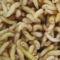 Feeding Maggots to Farm Animals Could Yield Environmental Benefits
