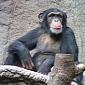 Female Chimps Are Only Friendly Towards Males, Often Snap at Each Other