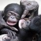 Female Chimps Practice Heavily Infanticide and Cannibalism