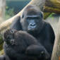 Female Gorillas Clap Hands to Control the Group