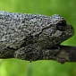 Female Gray Tree Frogs Only Fall for Males That Can Multitask