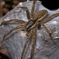 Female Nursery Web Spiders Are Gold Diggers, as Kanye West Would Put It