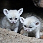 Fennec Fox Pups Step Out of Their Den for the First Time Ever, Look Really Angry
