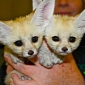 Fennec Foxes at Chattanooga Zoo Land High-Profile Jobs