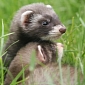 Ferret Wedding Expected to Take Place on Christmas Eve