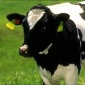 Fifth Case of Mad Cow Disease Discovered