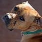 Fighting Dog Formerly Owned by Michael Vick Is Put to Sleep in Utah