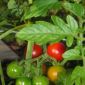 Fighting HIV and Hepatitis B with Genetically Modified Tomatoes