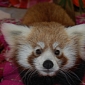 Firefox's Cute Firefoxes Will Only Be Live for a Week More