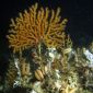First Cold Water Coral Ecosystem Discovered in Northern Africa