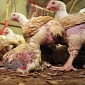 First Ever Lawsuit Against Ag Gag Legislation Filed by ALDF and PETA