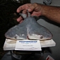 First-Ever Two-Headed Bull Shark Discovered in the Gulf of Mexico