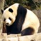 First Full Panda Genome Sequenced
