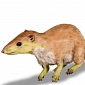 First Human Ancestor Strikingly Resembled a Squirrel
