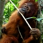 First Male Zoo-Born Orangutan to Be Released in the Wild Dies
