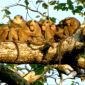 First Monkey Cloning
