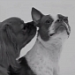 First Sniff, Dogs Meet Each Other for the First Time – Video