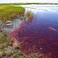 Fish Drastically Affected by BP Oil Spill