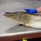 Fish Virus in Northeast Spreading to Other Fish Species