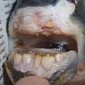 Fish with Human Teeth Scares the Life Out of Russian Angler