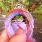 Fisherman Finds Live Frog Inside Jungle Perch's Mouth