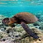 Fishermen Face 24 Years in Prison for Poaching Turtles