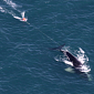 Fishing Gear Causes Whales to Die a Slow, Horrific Death