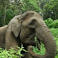 Five Elephants Killed in Indonesia's Aceh Province in Just Six Weeks' Time