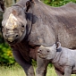 Three Rhinos Killed by Poachers in Kaziranga National Park in Less than a Week