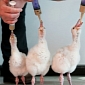 Flamingo Chicks Nicknamed “Thunderbirds” Are Thriving at Wildlife Park in the UK