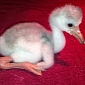 Flamingo Chicks in Florida Are Named After US Presidents