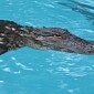 Florida Couple Find Eight-Foot (2.4-Meter) Alligator in Their Pool