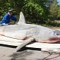 Florida Fisherman Catches Record-Breaking Mako Shark from the Beach