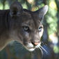 Florida Panthers Show Slight Signs of Recovery