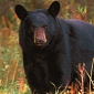Florida Woman Attacked by Bears Inside Her Garage