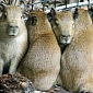 Florida's Brevard Zoo Welcomes Six Capybara Pups