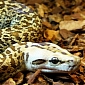 Florida's Burmese Python Hunt Debuts Today
