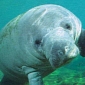 Florida's Manatees Are Dying in Record Numbers