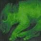 Fluorescent Green Pigs with Jellyfish Genes