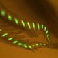 Fluorescence Discovered in Vertebrates' Ancestor