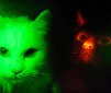 Fluorescent Cats Obtained through Genetic Engineering!