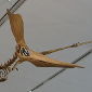 Flying 10,000-Mile Trips Possible for Pterosaurs