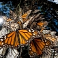 Folks in the US Would Spend Billions on Protecting Monarch Butterflies