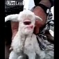 Footage of Cyclops Lamb Born in Turkey Goes Viral – Video
